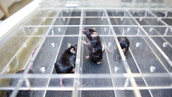 Эксперимент на мышах поможет ученым ТГУ найти причину диабета II типа