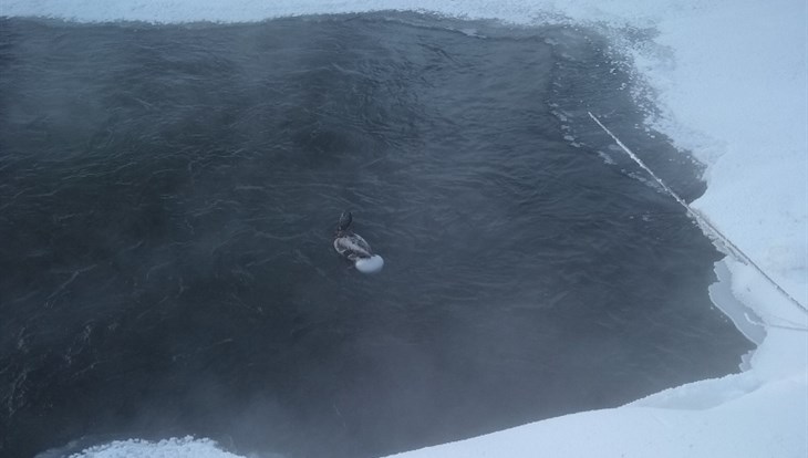 Томич спас двух уток, которые вмерзли в лед на Ушайке