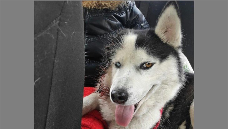 Томское УМВД завело уголовное дело о жестоком обращении с псом Пьером