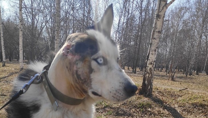 Томскому псу Пьеру, которому отрезали ухо, удалось сохранить слух