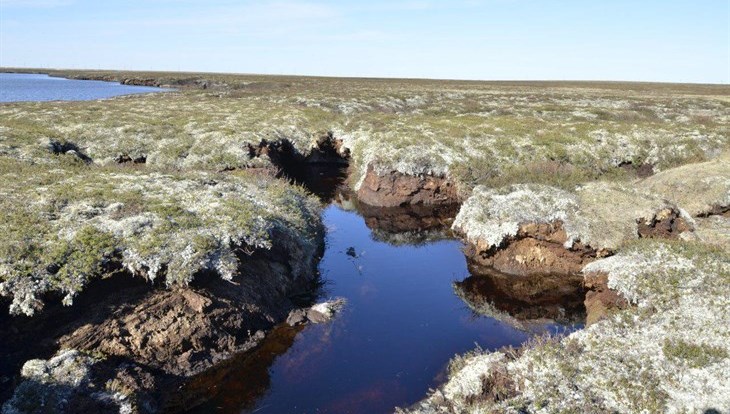 TSU scientist get Russian President grant for Siberian swamps studying