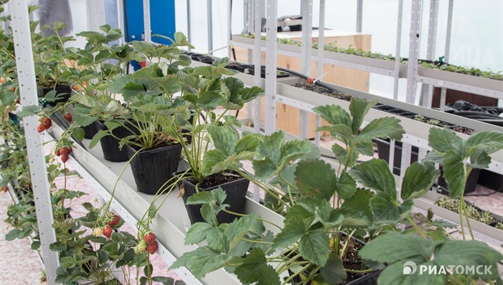 ТПУ представил первый урожай, выращенный в Smart-теплице