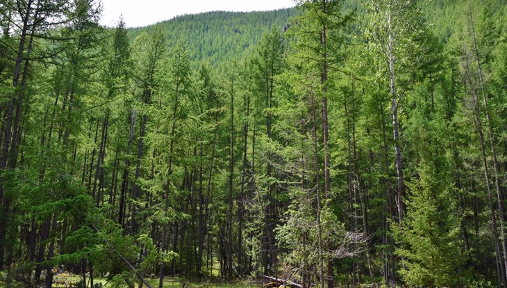 Разрешивший вырубку 135га леса житель Тегульдета получил условный срок