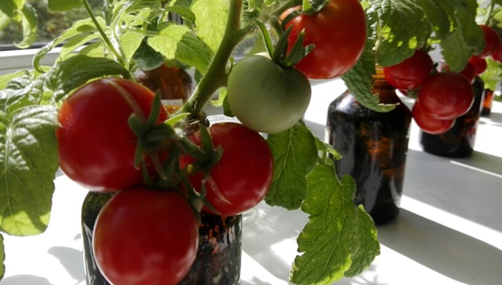 Ученые ТГУ разработали раствор для выращивания томатов в Арктике