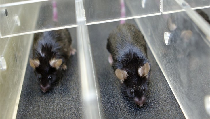 Ученые ТГУ и Стокгольма получили грант на проект с пожилыми мышами