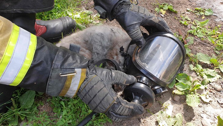 Томские пожарные реанимировали спасенного из горящей квартиры котика