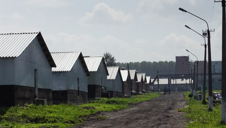 Пять тысяч свиней томского агрохолдинга погибли при пожаре в Кузбассе