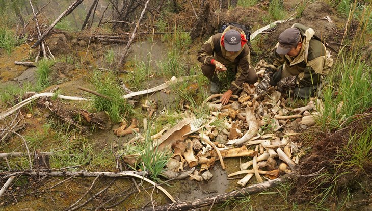 Спасти Юнюген: ученые ТГУ хотят защитить якутское кладбище мамонтов