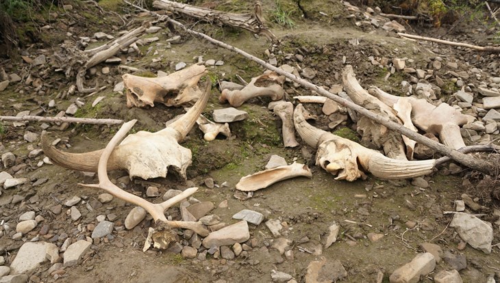 Ученый ТГУ: для спасения кладбища мамонтов нужна инициатива Якутии