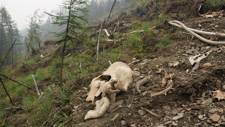 Спасти Юнюген: ученые ТГУ хотят защитить якутское кладбище мамонтов