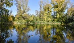 Восемь томских озер и прудов планируется восстановить к 2024г