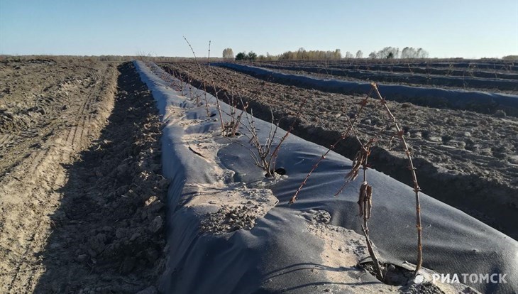 Еще 100 тыс кустов жимолости высадят на плантации под Томском