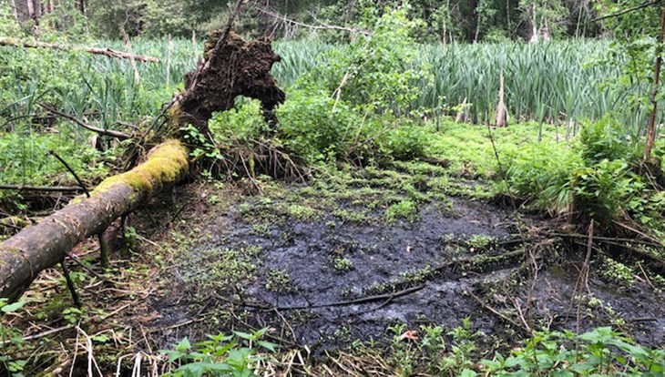 Прокуратура нашла в Томске лес, загрязненный нечистотами