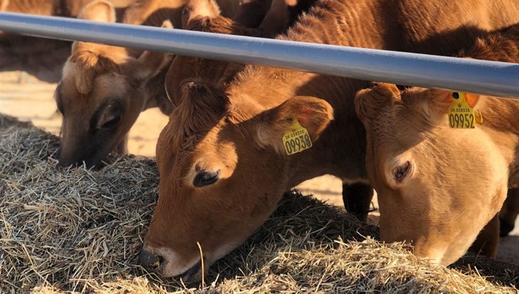 Miniature Jersey cows arrived from Denmark to the Tomsk farm