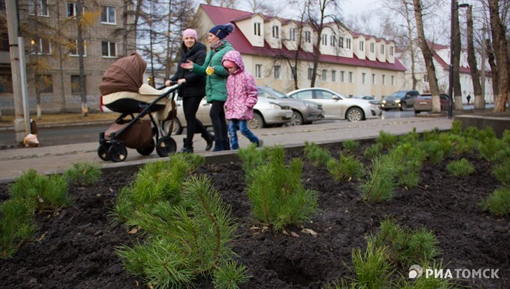 Власти решили высадить на Усова в Томске не 3, а 5 тысяч саженцев