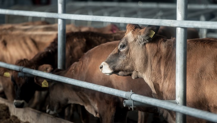 Агрохолдинг Томский планирует производить 550 тонн говядины к 2026 г