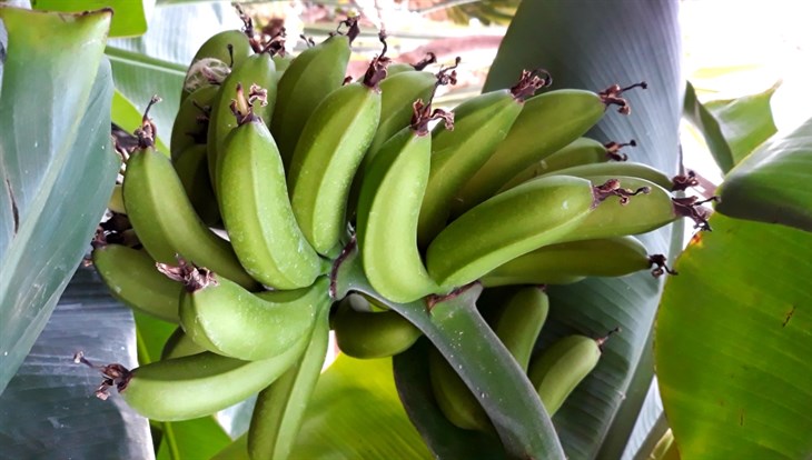 Райский банан, томатное дерево и винная ягода поспели в Ботсаду ТГУ