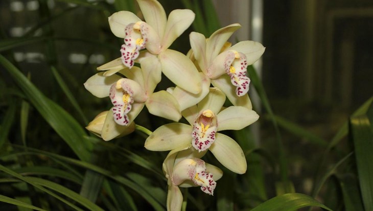 Гибриды орхидей Душенька и Лео впервые зацвели в Ботсаду ТГУ