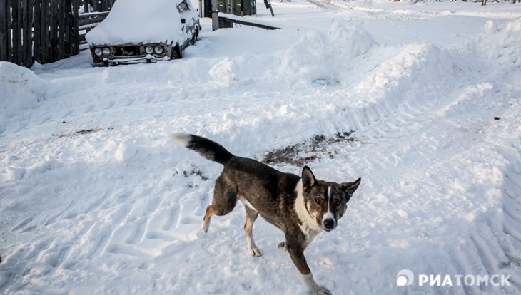 Томский депутат считает необходимой помощь бизнеса в отлове собак