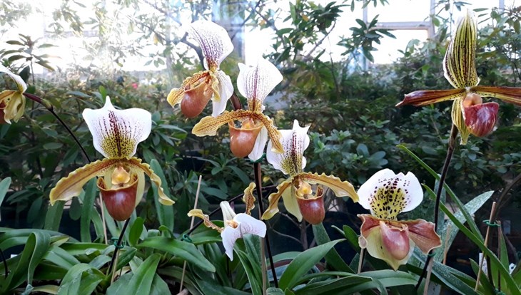 Царица орхидей и башмачок из Пафоса зацвели в Ботсаду ТГУ