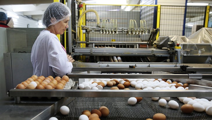 Птицефабрика Томская достигла объемов производства 108 миллионов яиц