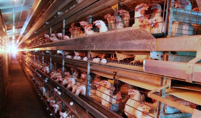 Куры Несушки Купить В Омске На Птицефабрике