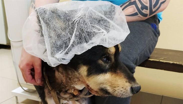 Томский пес Ежик, которому порезали шею, поправляется после операции