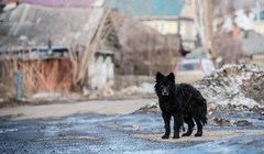 Почти 900 жителей Томска пострадали от укусов собак в 2023 году