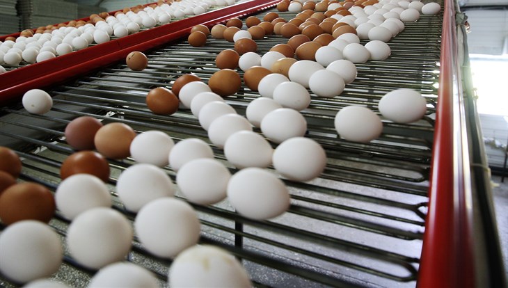 ЦБ: яйца в Томске подорожали из-за отказа от импорта инкубационных яиц