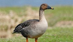 Редкий гусь, мигрирующий через Томск в Китай, внесен в Красную книгу