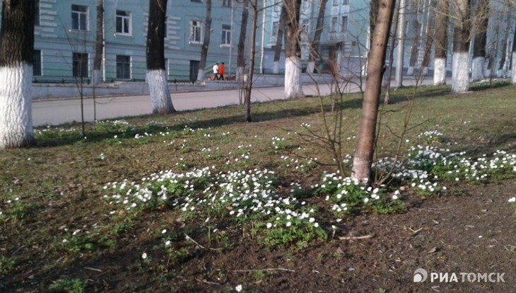 Ветреная погода сохранится в Томске в пятницу