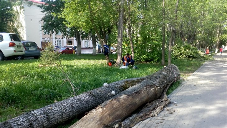 Подрядчик мэрии снесет 162 дерева на Усова в Томске