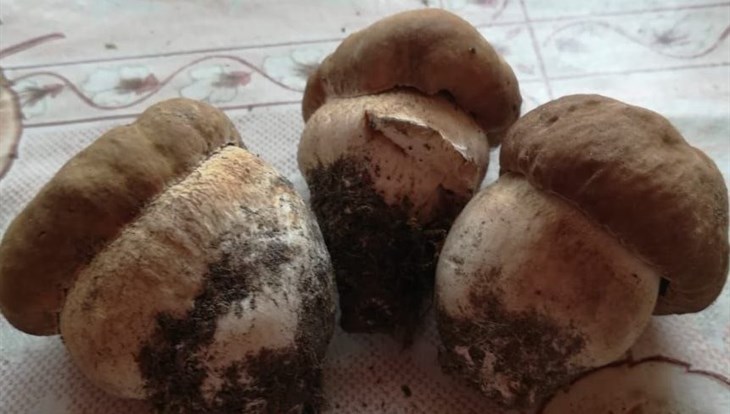 Белый гриб пошел в Томской области в мае