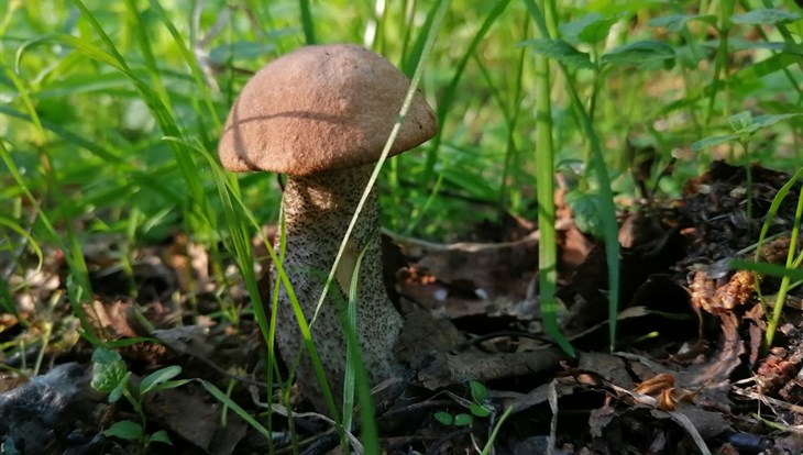 Белый гриб пошел в Томской области в мае
