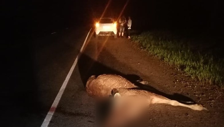 Кроссовер насмерть сбил лося на томской трассе, водитель не пострадал
