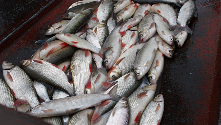 Томские власти: маловодье уже 5 лет мешает размножению рыбы в Оби