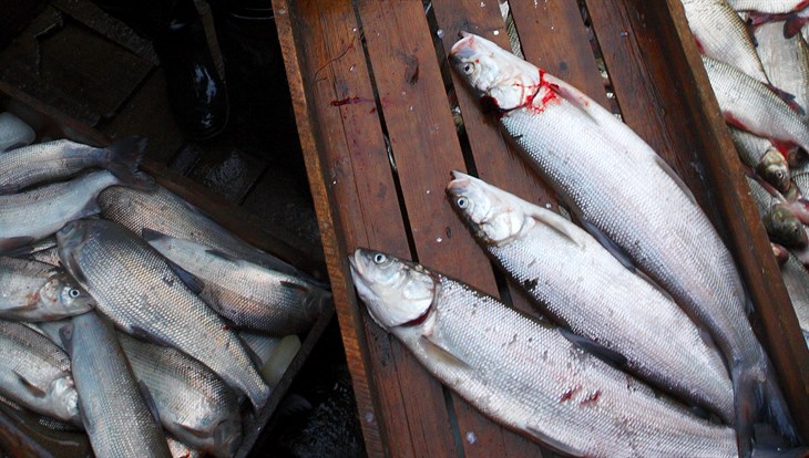 В России предложили разводить в аквакультуре ценный вид северных рыб