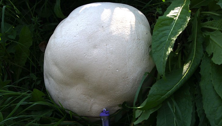 С баскетбольный мяч: томич нашел гриб гигантский головач весом 4 кг