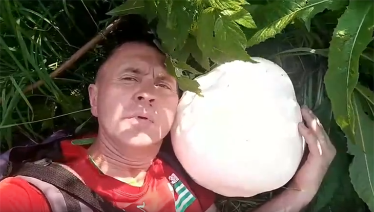 С баскетбольный мяч: томич нашел гриб гигантский головач весом 4 кг