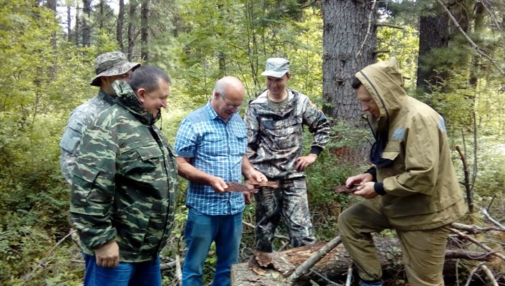 Жук-короед повредил 11 кедровников в 3 лесничествах Томской области