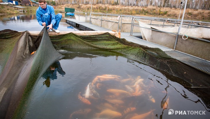 The Tomsk company will produce the first batch of black caviar in 2021