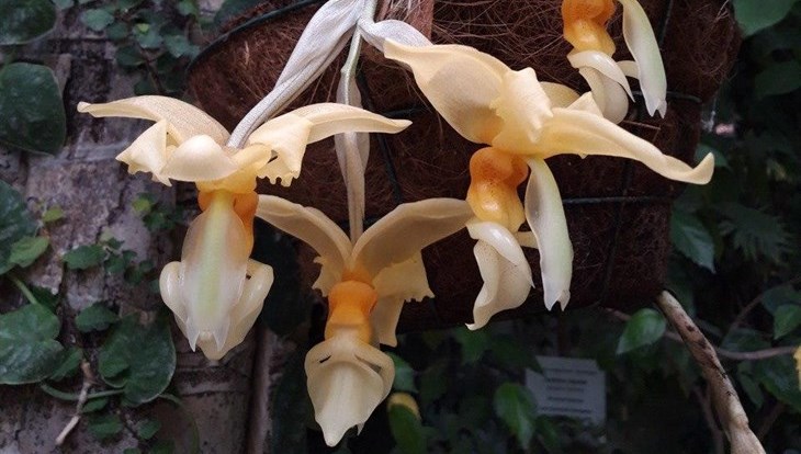 Душистая орхидея-бык впервые зацвела в ботаническом саду ТГУ