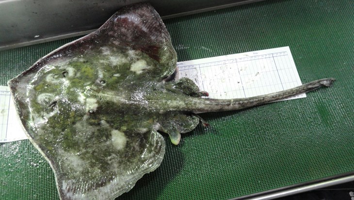 TSU scientists with colleagues found a new six-eyed type of stingray