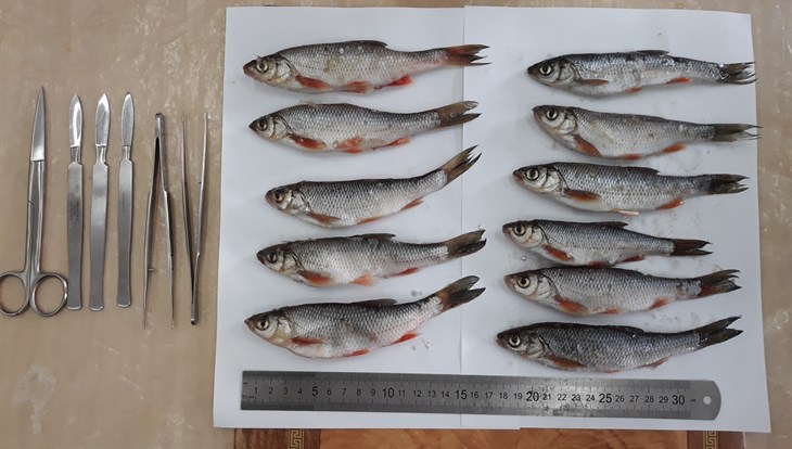 TSU scientists found out how much microplastics eat fish in Tom