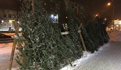 Элитные и попроще: почем елки на базарах Томска и откуда их везут