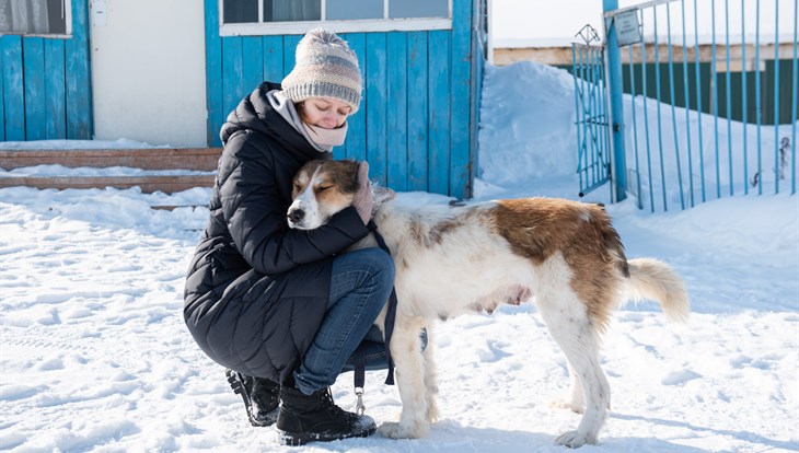 Корм, прогулки и уборка: чем томичи могут помочь животным в приютах