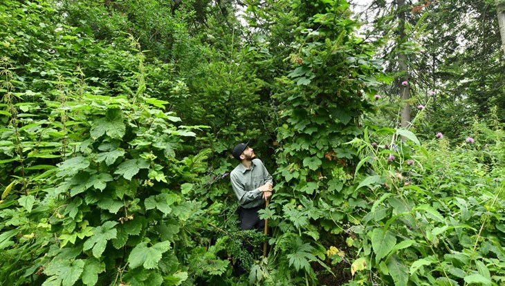 Ученые ТГУ с коллегами изучат гигантские растения в джунглях Сибири