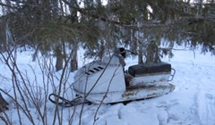 Томские косули стали легкой добычей для браконьеров из-за снежной зимы