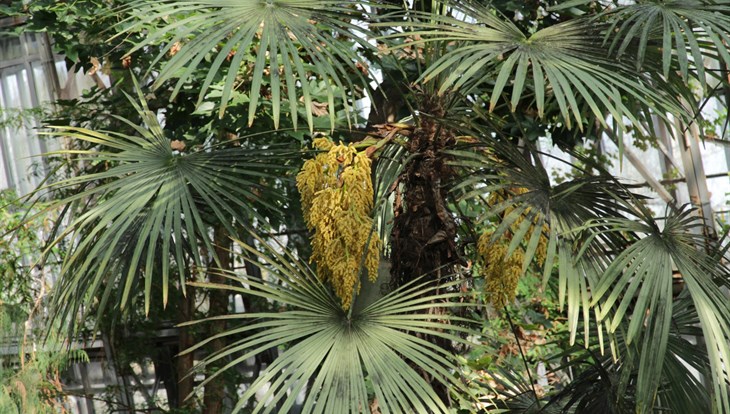 Уникальная пальма в шубе зацвела в ботаническом саду ТГУ