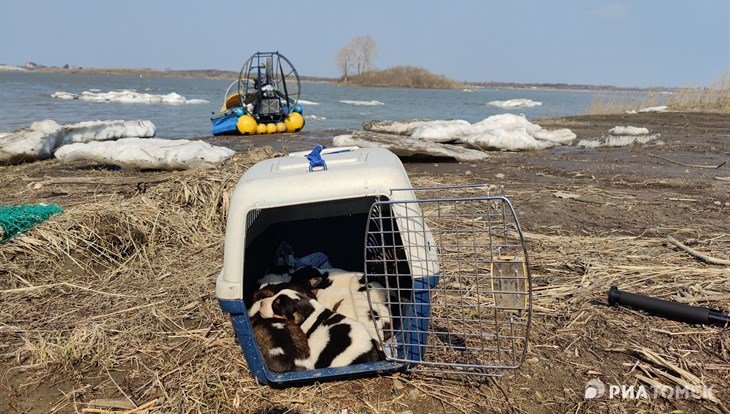 Томские спасатели эвакуировали с острова на Томи шесть щенков